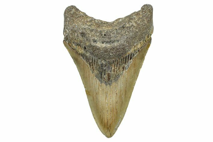 Serrated, Fossil Megalodon Tooth - North Carolina #368454